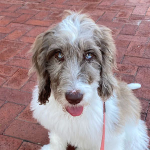 Meet your Posher, Caroline